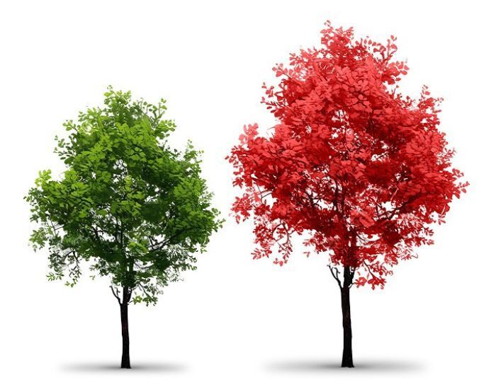 Tree test 700 x 540px